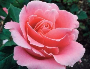 BEWITCHED (floribunda)